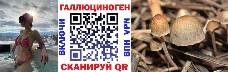 Галлюциногенные грибы Psilocybine cubensis магазин наркотиков Псков