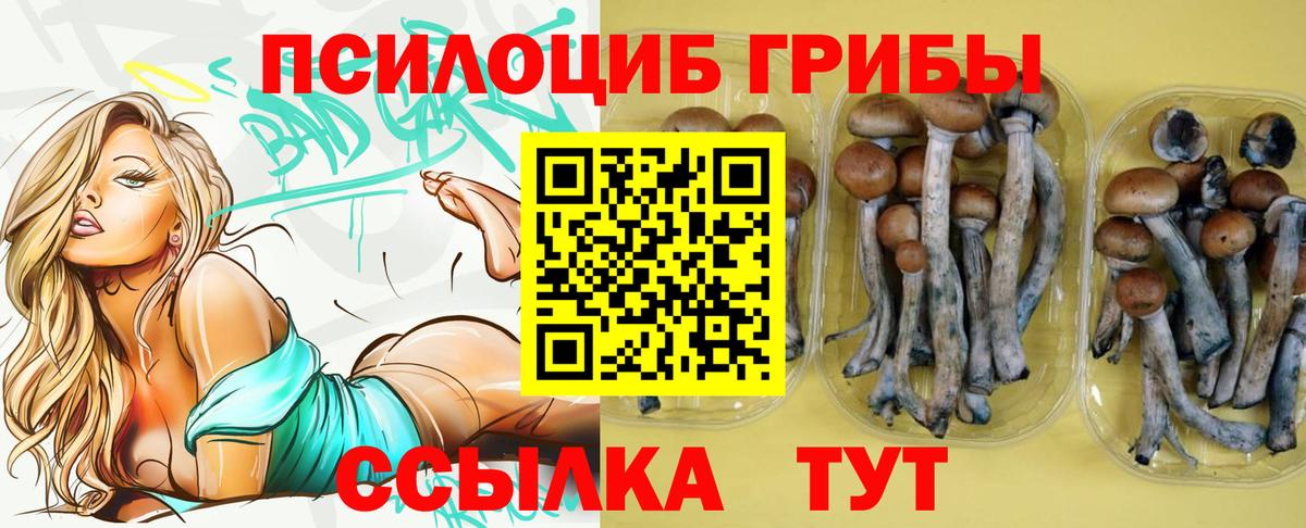 Псилоцибиновые грибы Cubensis Псков